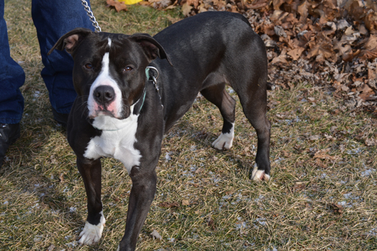 PHOTO PROVIDED Pit bull-type dogs in a variety of colors and sizes are awaiting good homes at the Lycoming County SPCA.